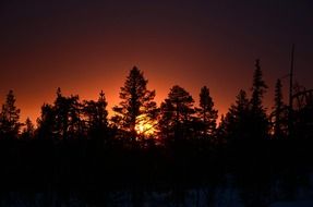 splendiferous sunrise trees
