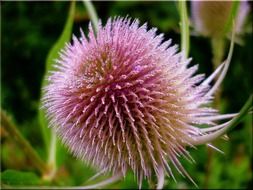 Prickly thistle in summer