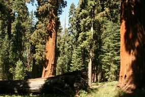 giant tree in california