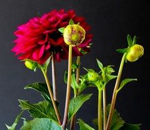 red dahlias on the black background