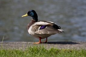 Mallard drake stands in front of water