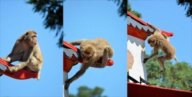 photo collage of monkey on a roof