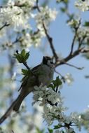 a bird in the spring bloom close-up on blurred background