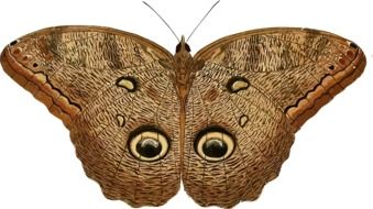 Brown butterfly on a white background