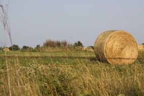 Picture of the hay bale on a field