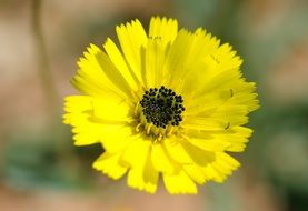 yellow bud with black stamens