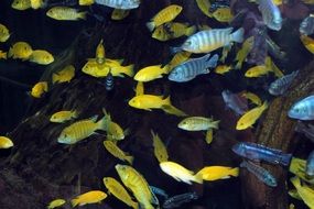 Lots of fishes in a water