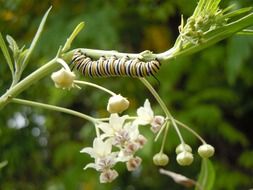 striped caterpillar on a plant