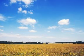 golden grain field on the background of thick trees