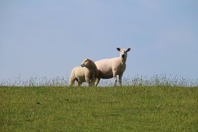 two farm sheep