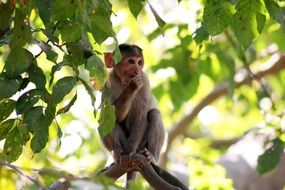 monkey on a tree in the jungle of india