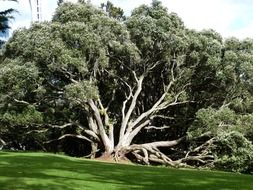 powerful green tree in New Zealand