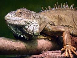 iguana reptile lizard