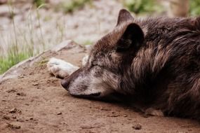 sleeping wild wolf