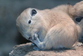 rodent mammal comb