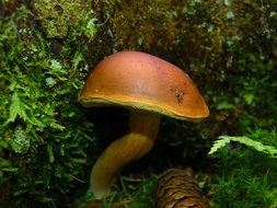 Brown mushroom with a curved leg