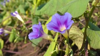 flower lilac violet