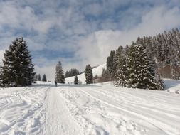 winter landscape with green trees