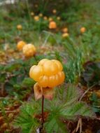 Beautiful and colorful cloudberries