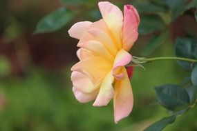 rose flower beauty