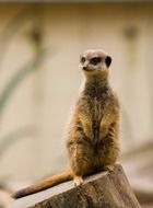 meerkat standing on the observation deck