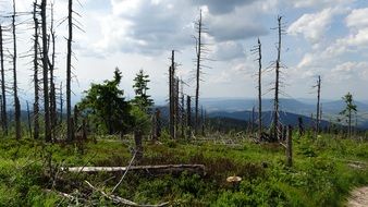 distant view of the mountain turbacz