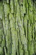 bark forest tree