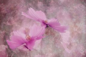 Pink flowers on a blurred background