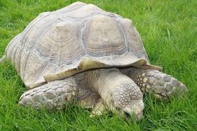 turtle nature wildlife