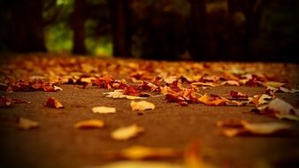 Fallen dry leaves on the track