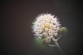 Macro photo of the pink and white flower