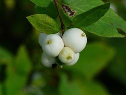 Plant with white berries