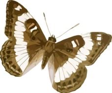 Drawing of white and brown butterfly