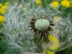 white dandelion fluff