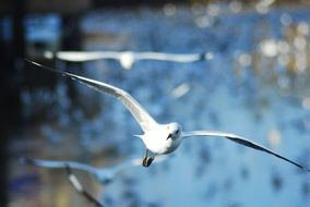 white seagulls in flight at blue blured background