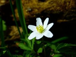 wood anemone flower
