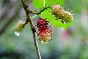 kamblimas, berries on branch, macro