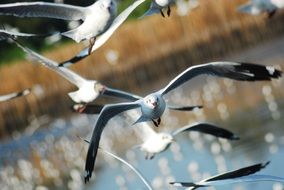 flock of flying seagulls