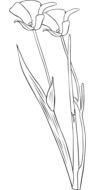 Colorless lily flower