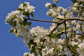 splendiferous apple blossom