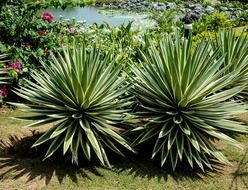 bushes of agave near the pond on a sunny day