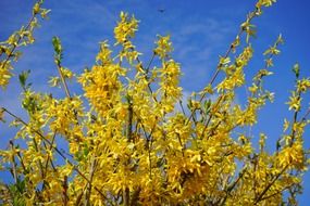 yellow forsythia aesthetic branches sky view