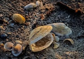 Open seashell on the sand