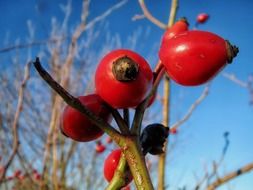 bright red rosehips in autumn