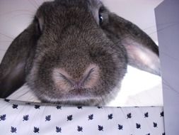 portrait of cute gray bunny