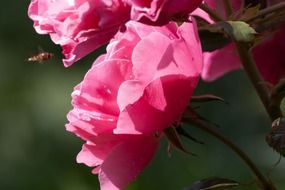 pink roses in the summer garden