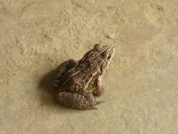 closeup photo of river frog is sitting on the floor