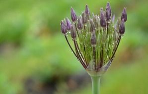 lila flowerbuds in dew drops