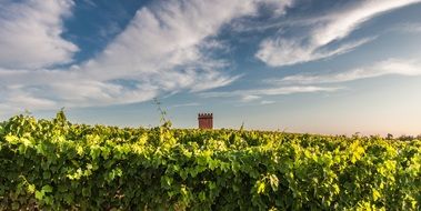 Plantations of grapes in tuscany