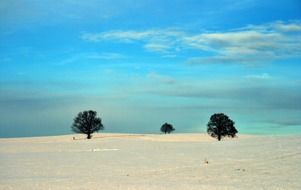 trees on a hill in bavaria in winter